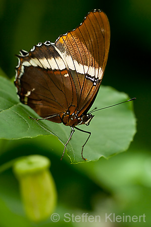 192 Schokoladenfalter - Siproeta epaphus